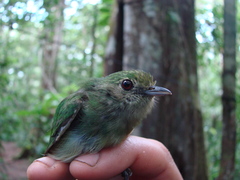 Lepidothrix coronata