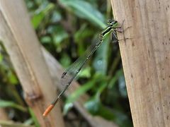 Agriocnemis exsudans