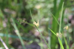 Scleria pauciflora
