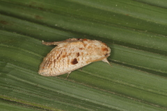 Diastema tigris