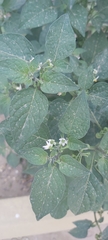 Solanum nigrum