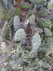 Opuntia quimilo