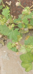 Malva parviflora