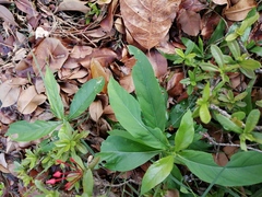Asclepias curassavica