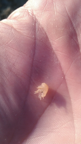 taxonomy_inaturalist image for Haustoriidae