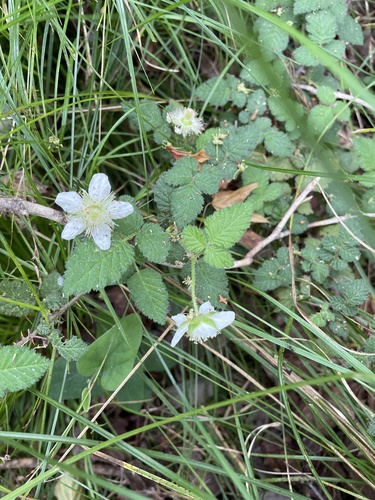 Rubus croceacanthus iNat (1)