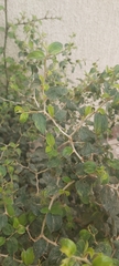 Ziziphus spina-christi