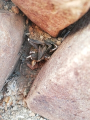 Haworthiopsis tessellata