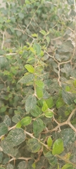 Ziziphus spina-christi