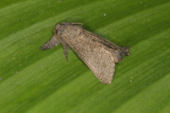 Hypopta cinerea