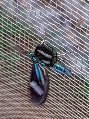 Mydromera notochloris