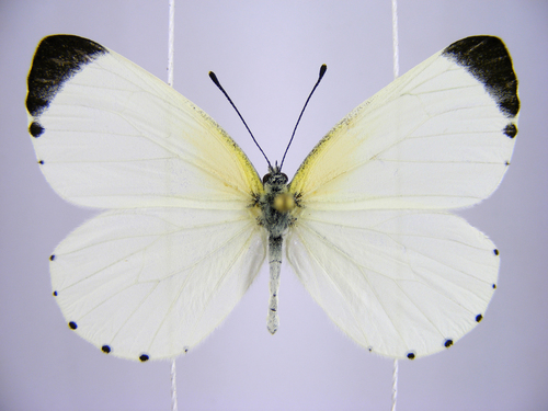Mylothris elodina