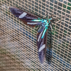 Mydromera notochloris