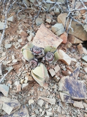 Pleiospilos compactus