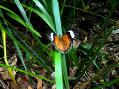 Cethosia penthesilea