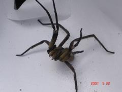 Phoneutria nigriventer