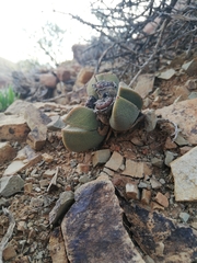 Pleiospilos compactus