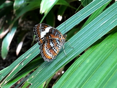 Cethosia penthesilea