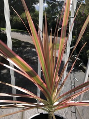 Dracaena reflexa angustifolia