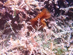 Acromegalomma suspiciens