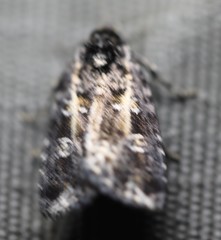 Acronicta transvalica