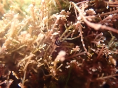 Eatoniella