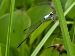 Agriocnemis exsudans