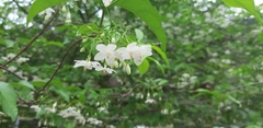 Wrightia religiosa