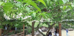 Wrightia religiosa