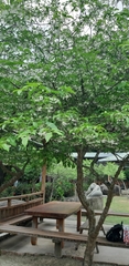 Wrightia religiosa