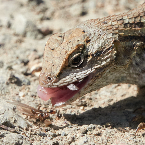 Western Fence Lizard, Bass Cove Trail, Anthony Chabot Regional Park, Alameda County, CA, USA, photo 9 of 10