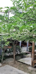 Wrightia religiosa