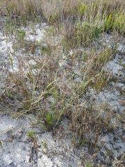 Trachyandra revoluta