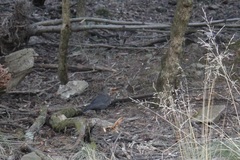 Turdus merula