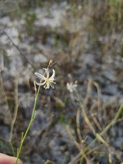 Trachyandra revoluta
