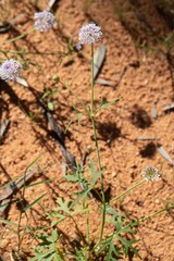 Trachymene cyanantha
