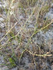 Trachyandra revoluta