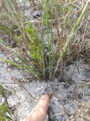 Trachyandra revoluta