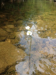 Sagittaria secundifolia