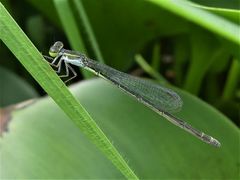 Agriocnemis exsudans