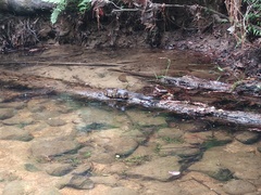 Sagittaria secundifolia