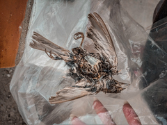 Passeriformes