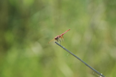 Trithemis annulata