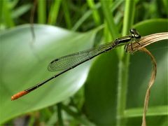 Agriocnemis exsudans