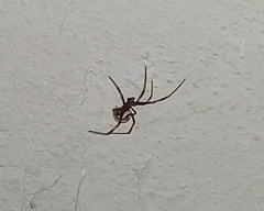 Latrodectus
