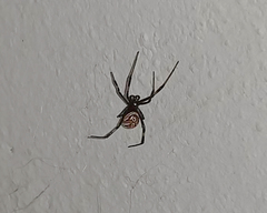 Latrodectus