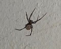 Latrodectus