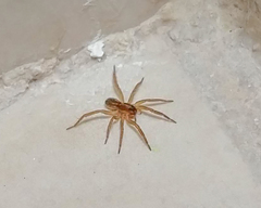 Lycosidae