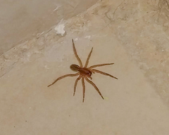 Lycosidae