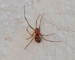 Steatoda